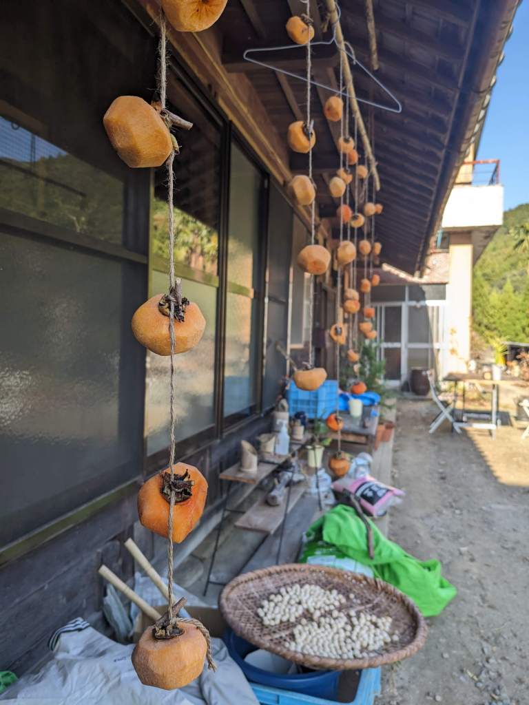 drying persimmon and ginkgo nuts which we harvested from the trees in their property